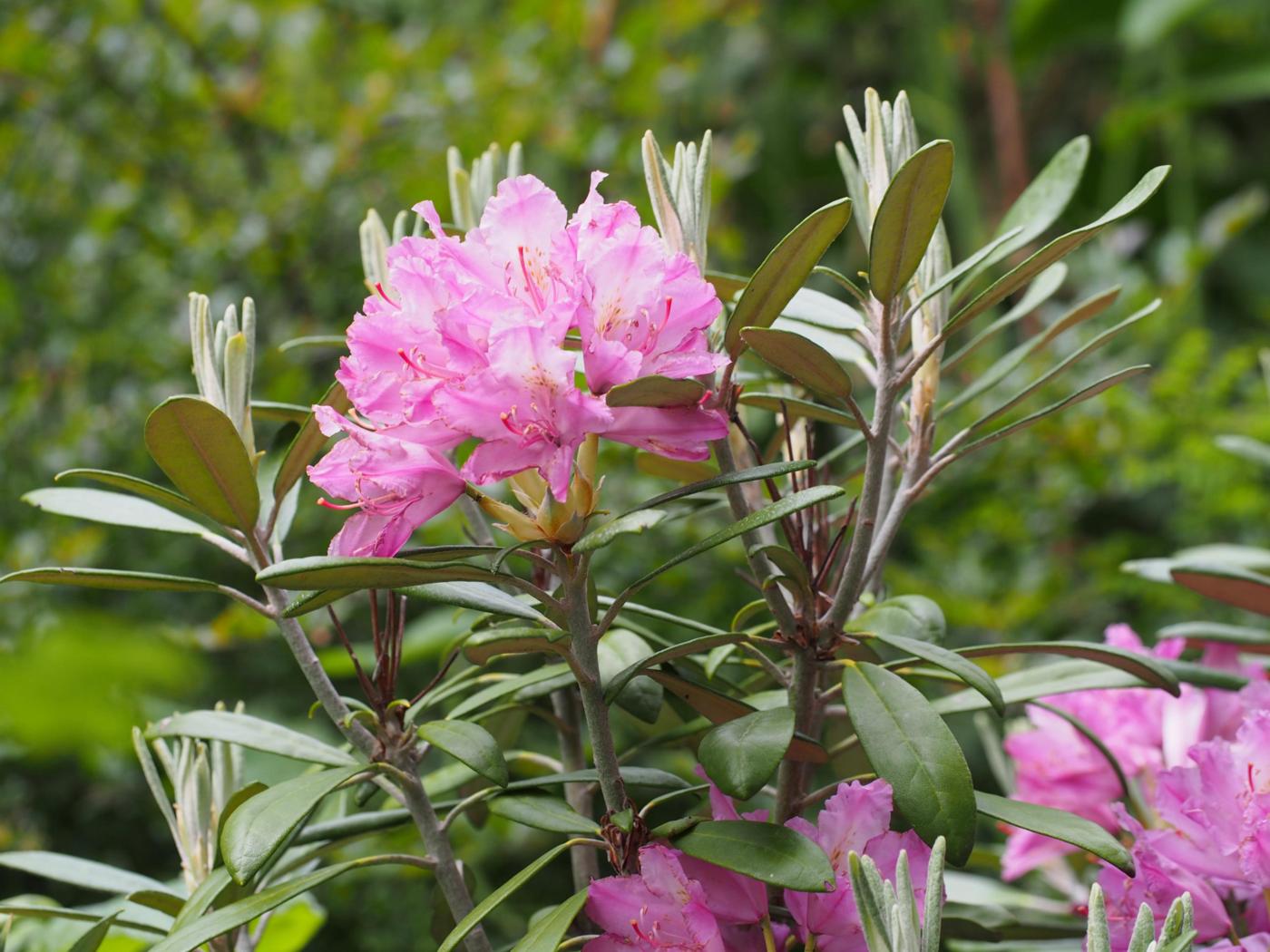 Rhododendron flower